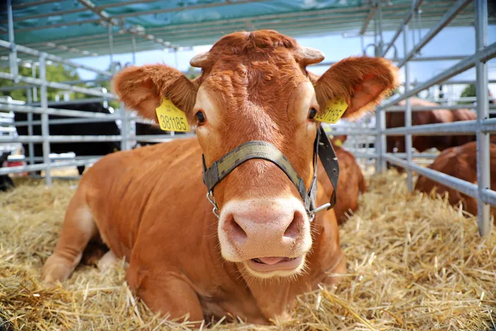 Hospodárske zvieratá na veľtrhu Země živitelka